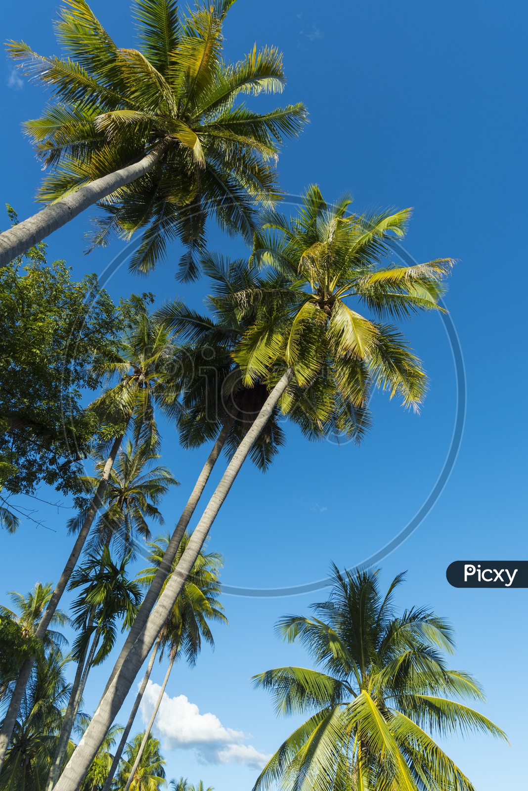 Coconut Trees with Blue Sky in Background