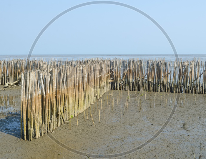 bamboo fence to protect sandbank from sea wave