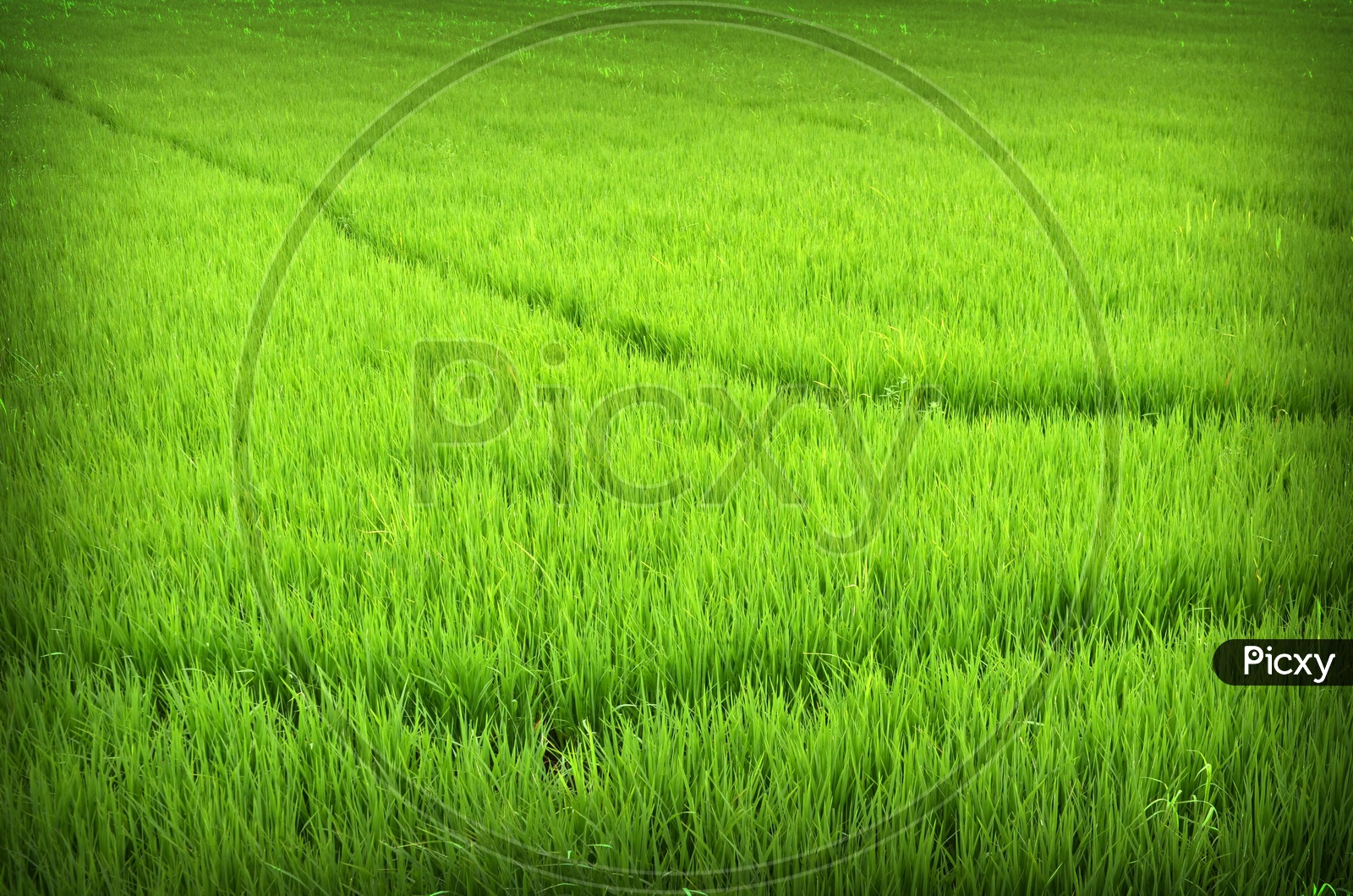 Green rice fields of Thailand