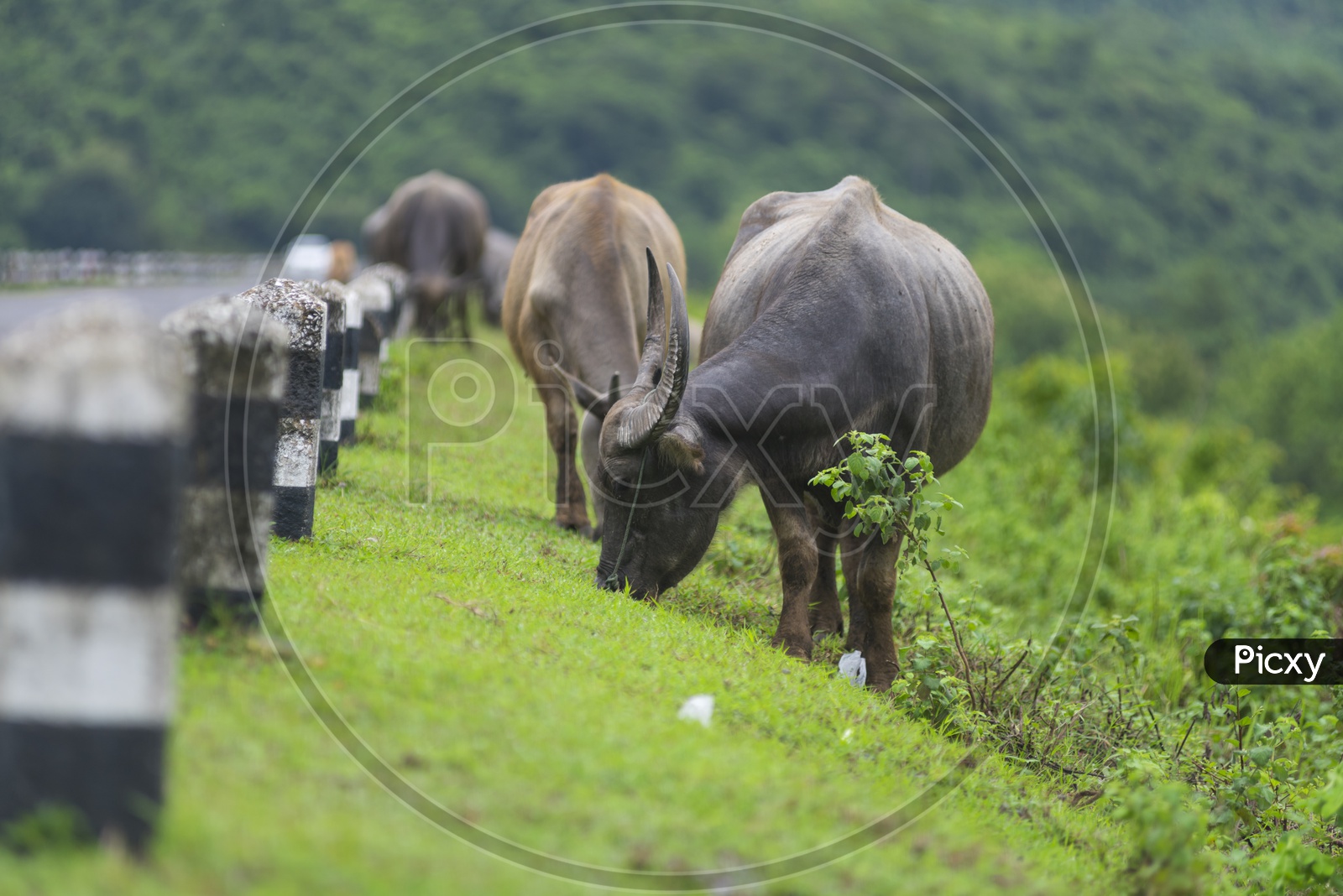 A Group of buffalo grazing in Thailand Field