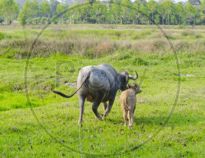 Water buffalo with Calf in a Agriculture Field, Thailand