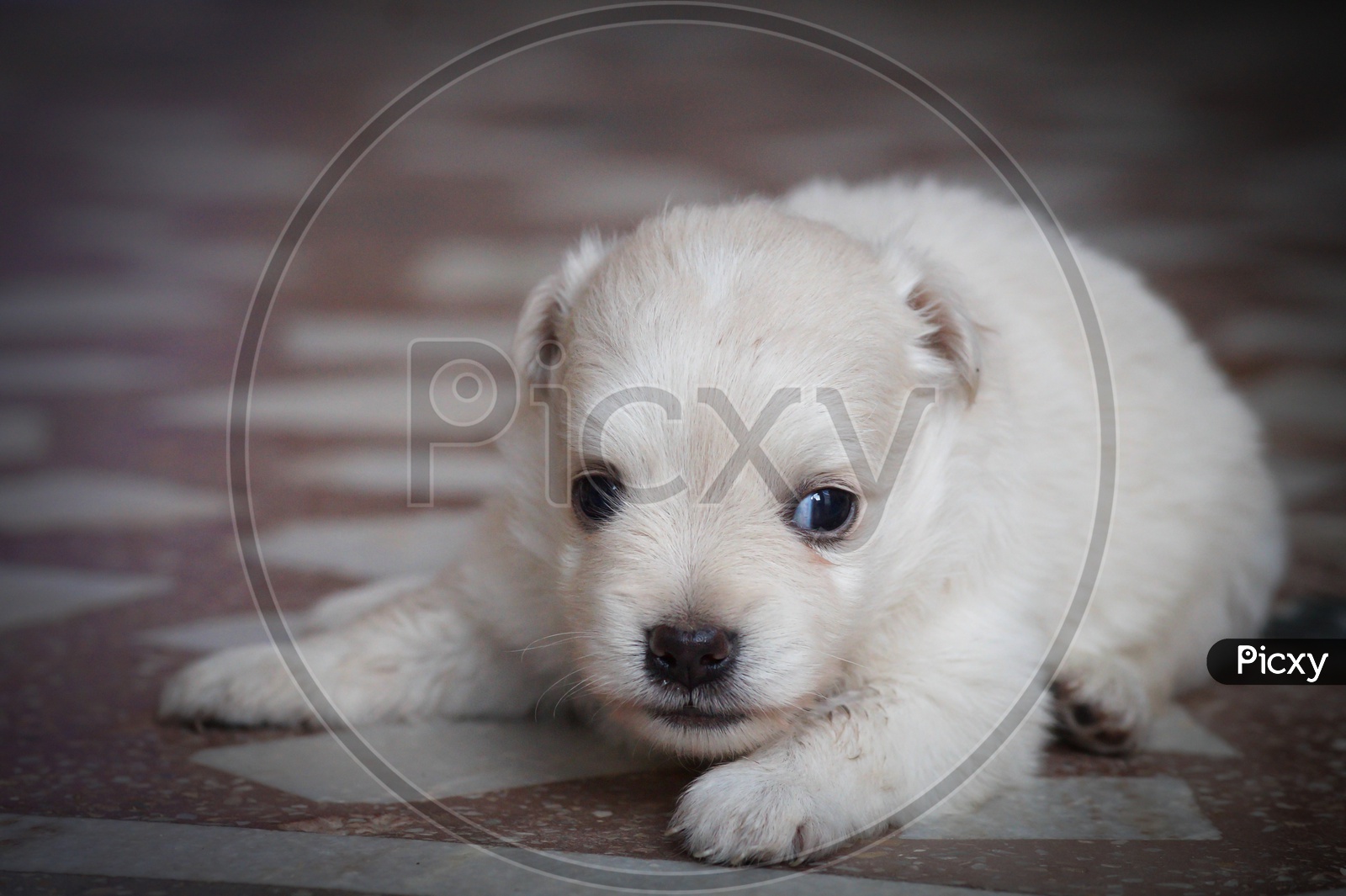 Can Puppies Have Lazy Eyes