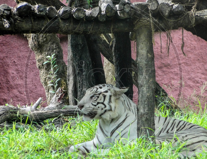 The white tiger or Bleached tiger.