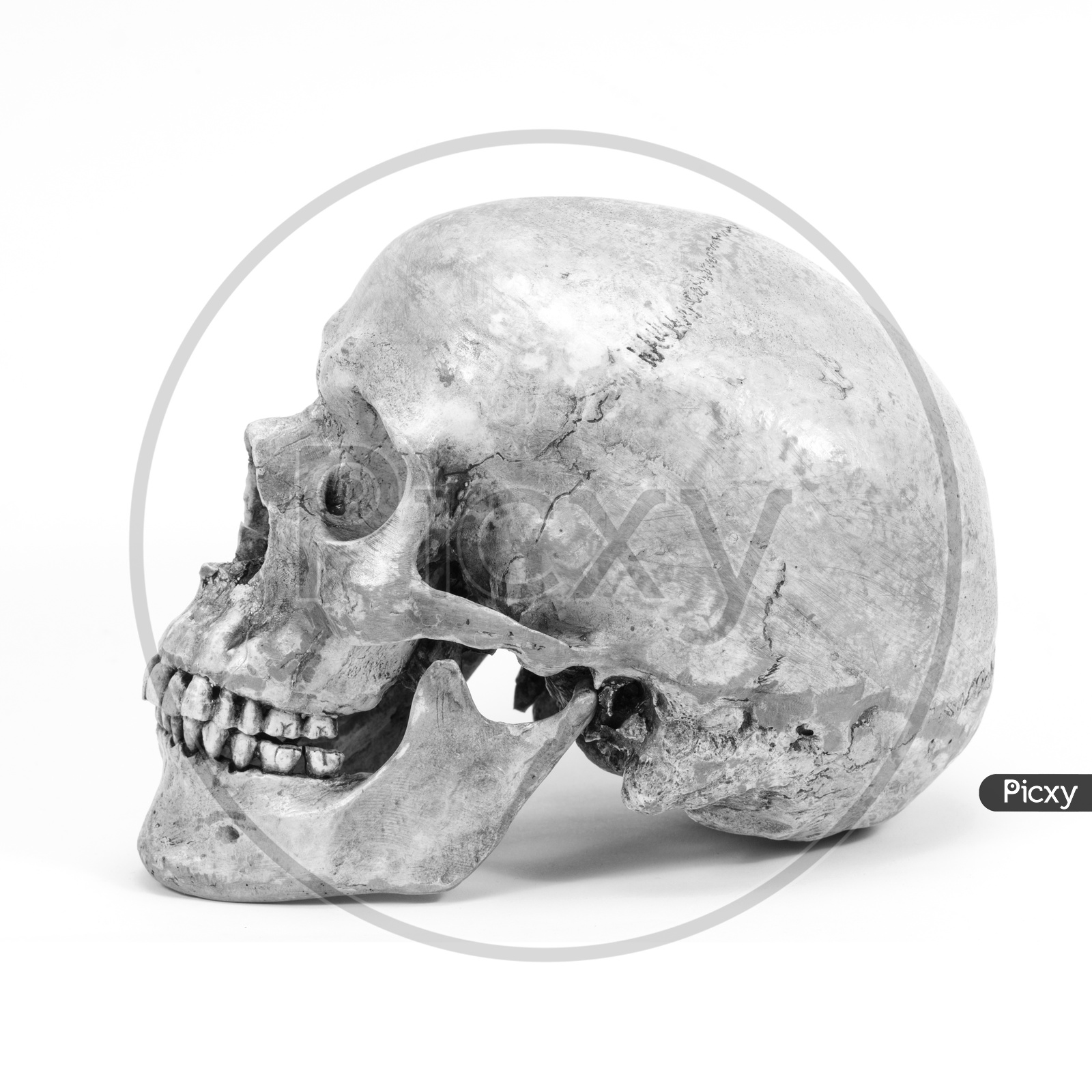 Human Skull Isolated On White Background
