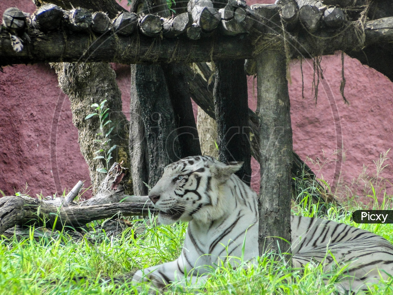 The white tiger or Bleached tiger.