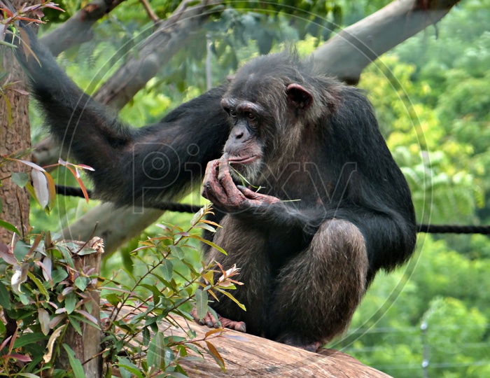 a monkey eating
