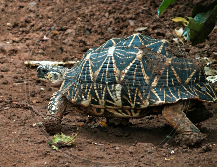 a star turtle