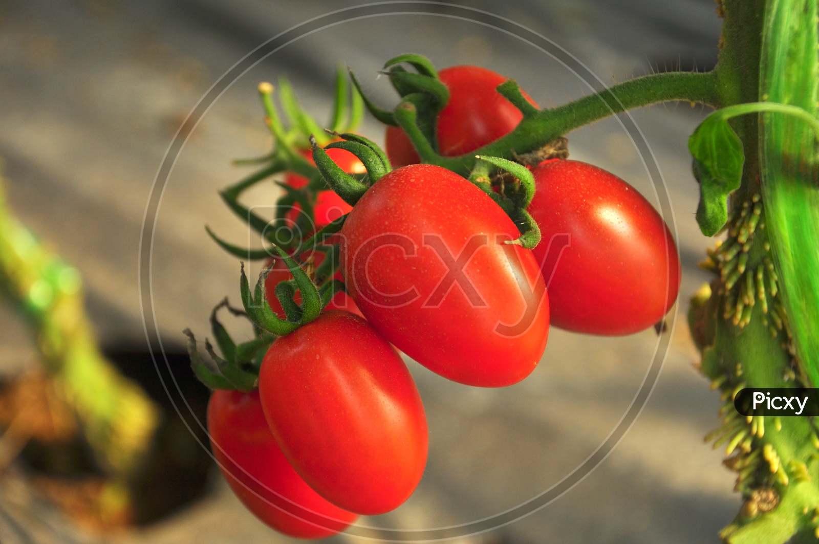 Tomatoes Growing On Plant Closeup