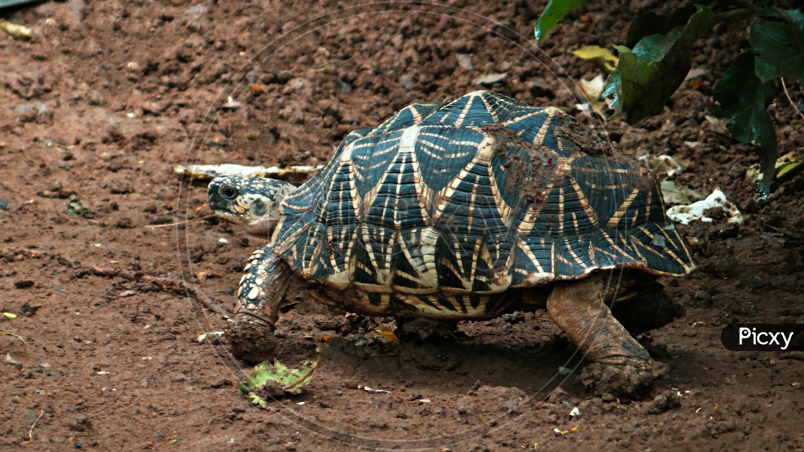 a star turtle