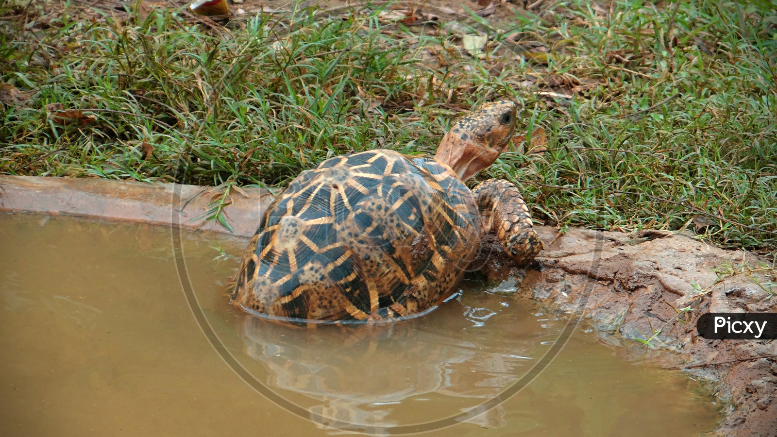 a turtle coming out of water