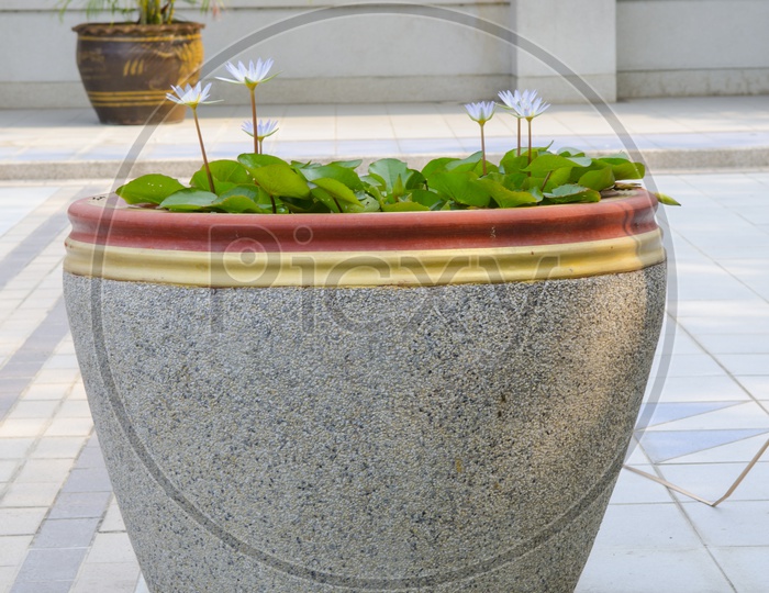 Plant pot With Green grass In a Resort Lawn