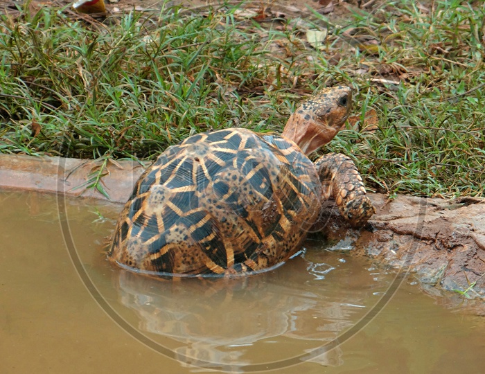 a turtle coming out of water
