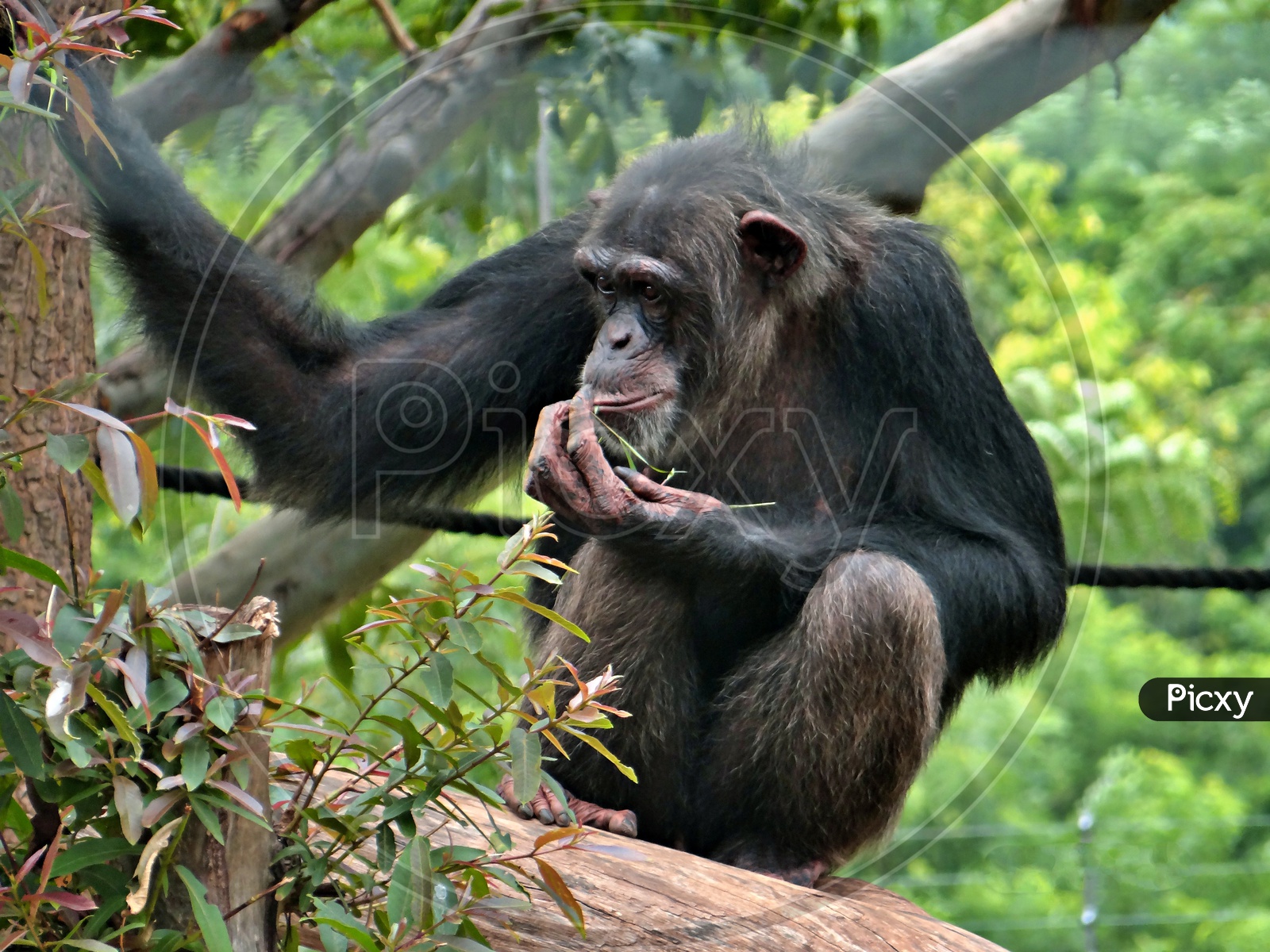 a monkey eating