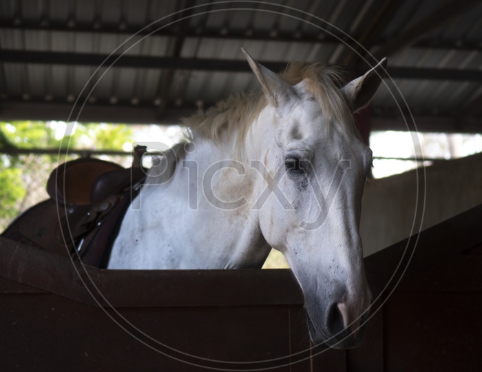 A portrait of white horse in stable behind cage