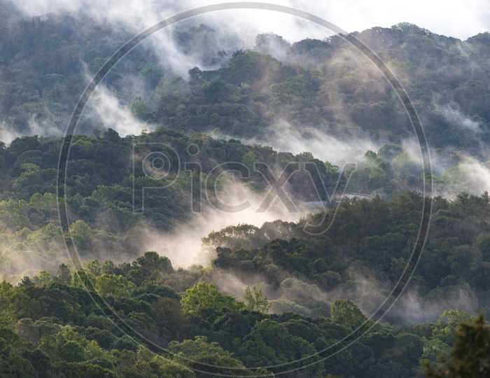 Foggy fresh green deciduous trees in Thailand forest