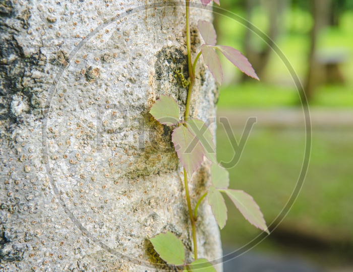 Poison ivy vine in Thailand  Garden