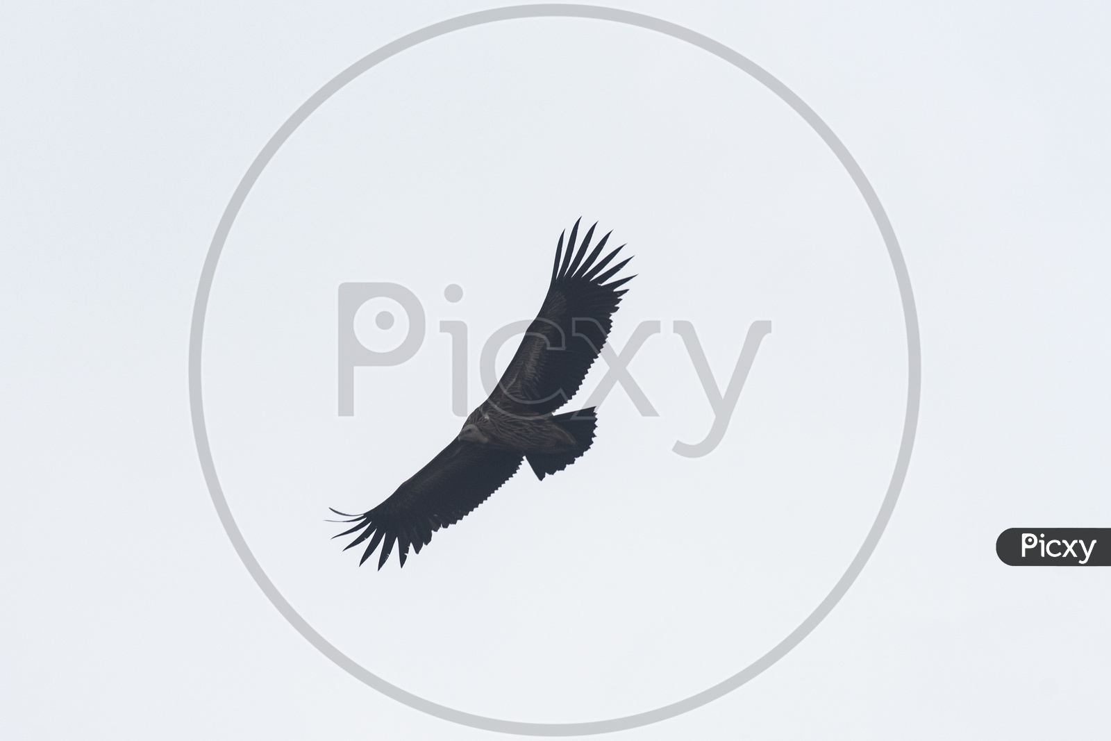 Himalayan griffon vulture in the sky