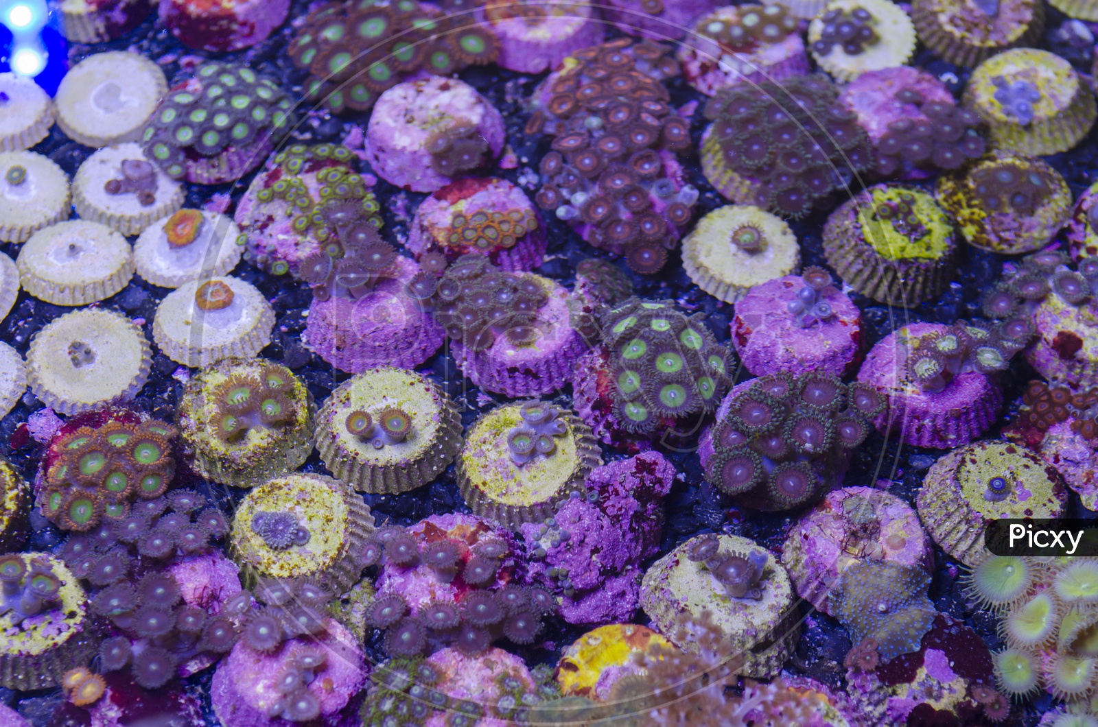 Underwater Fantasy corals in Thailand
