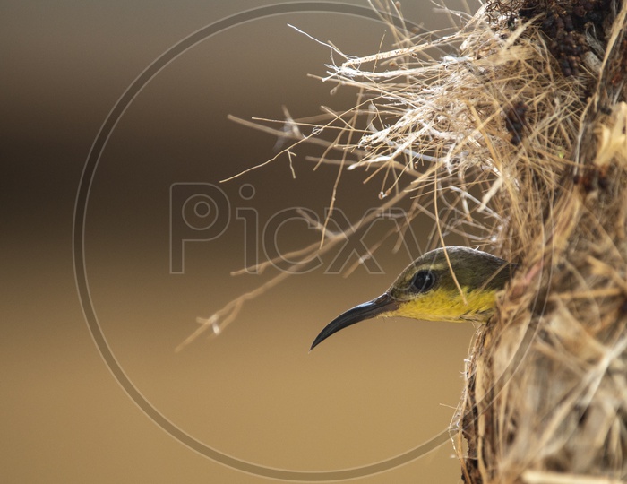 Brown-throated sunbird, Plain-throated sunbird, bird on the nest