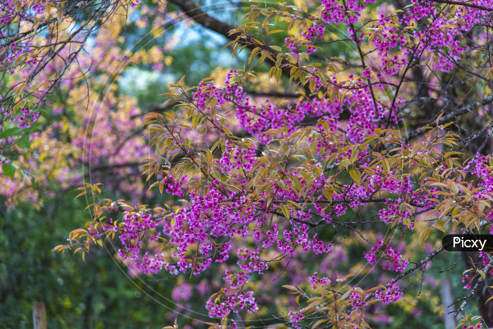 Image of Purple color spring flowers in wild forest of Thailand ...