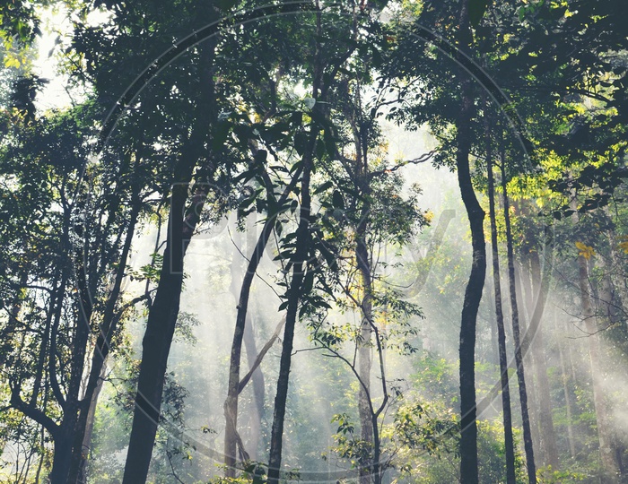 Tropical Rain Forest With Fog and Sun Rays Falling