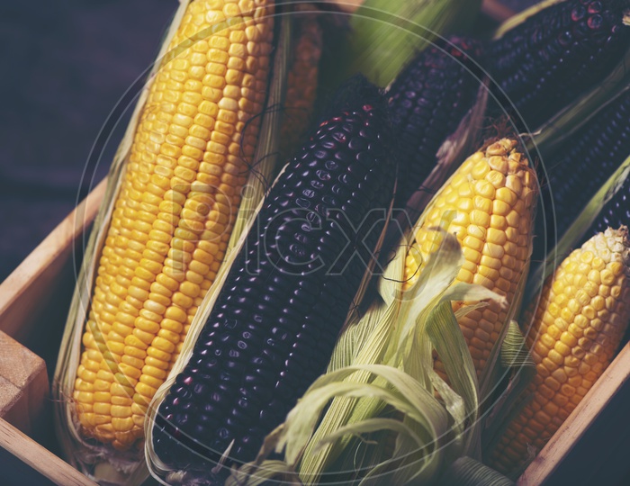 Yellow And Black Organic Corn  Closeup