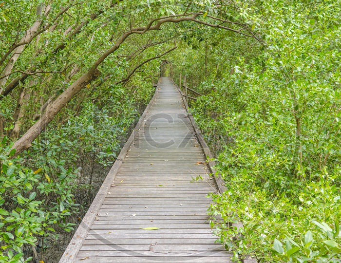 A Wooden boardwalk amidst the Mangroves in Thailand