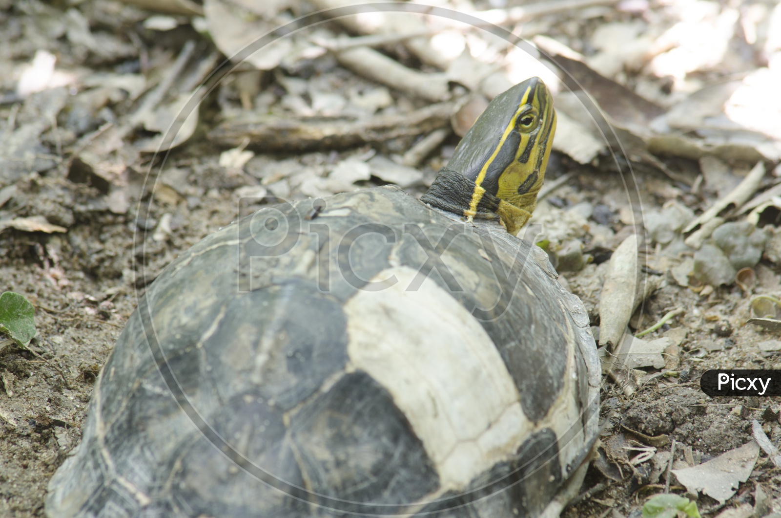 An adult gopher tortoise in Thailand