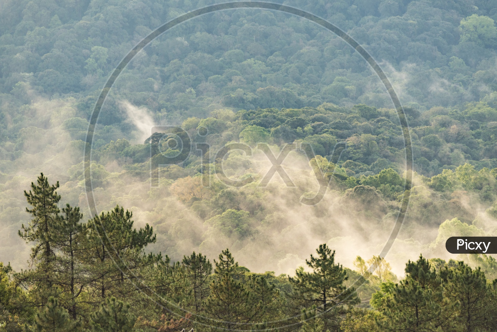 Scenic view of fresh green deciduous trees during for in Thailand