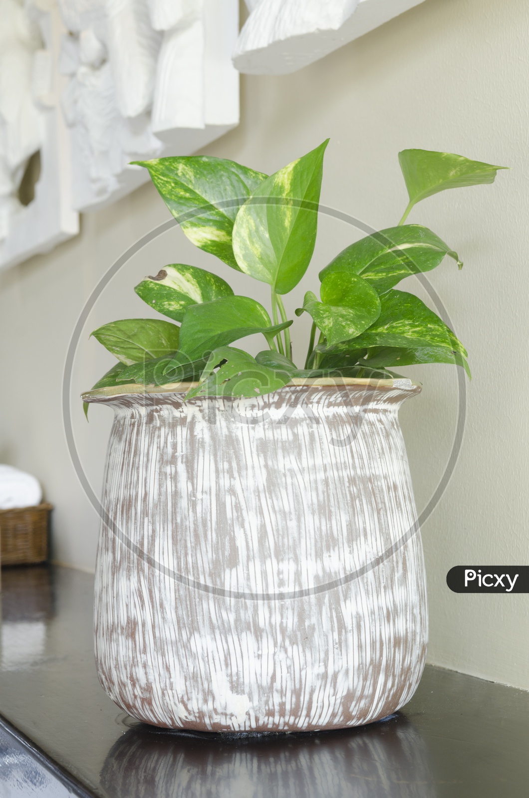 An Indoor plant pot