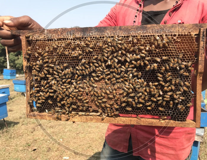 Honey Bee tray used for extracting Honey through BeyKeeping