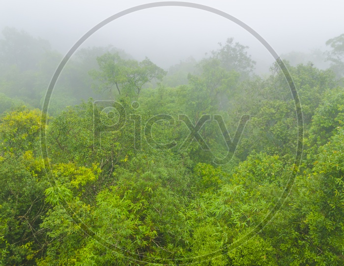 Trees in Khao Yai National Park covered with fog of Thailand