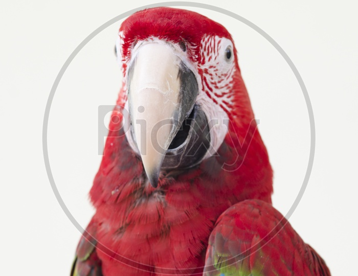 A Thai red pet parrot macaw