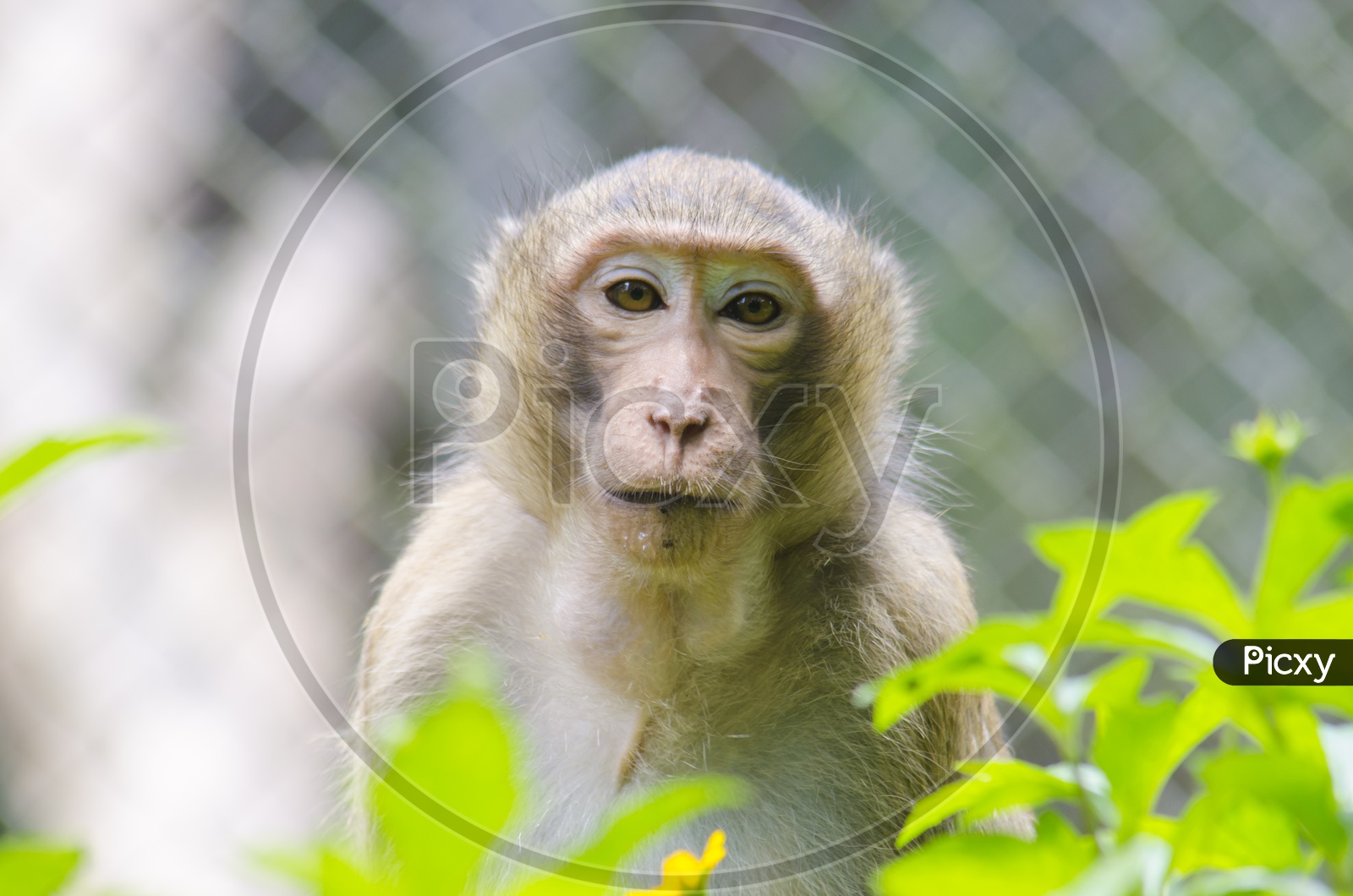 A long tailed macaque in Thailand