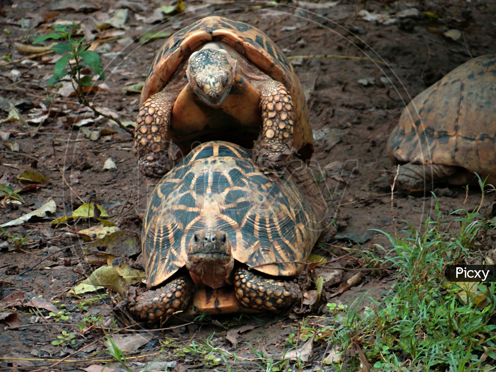turtle mating