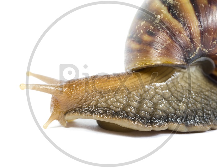 Close up of Garden snail