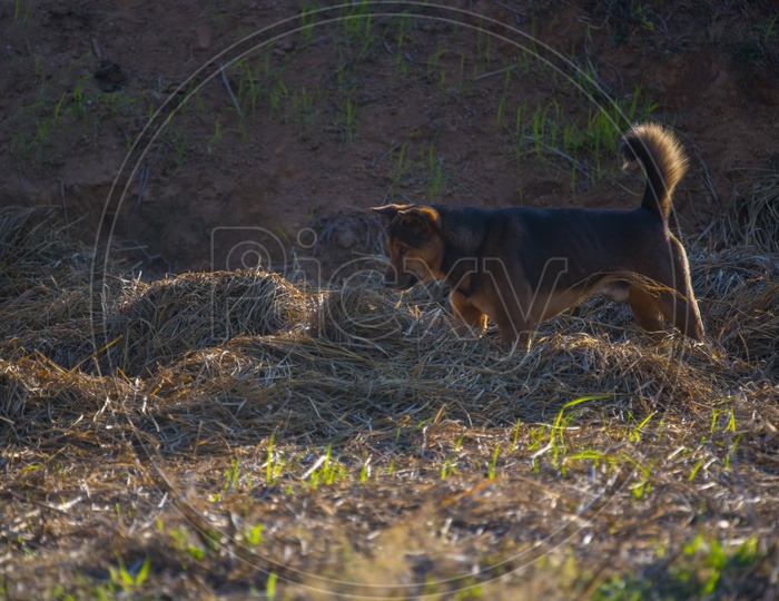 A dog in the grassland of Thailand