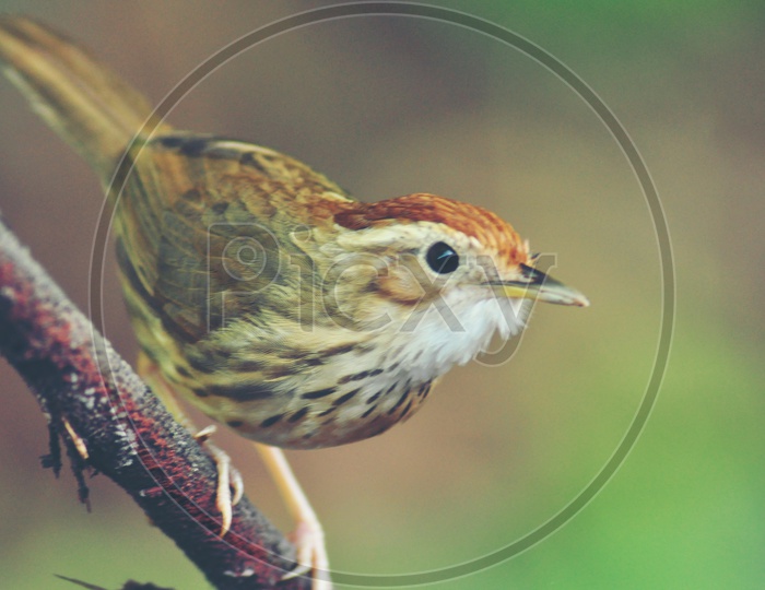 Sparrow Bird Closeup On a branch