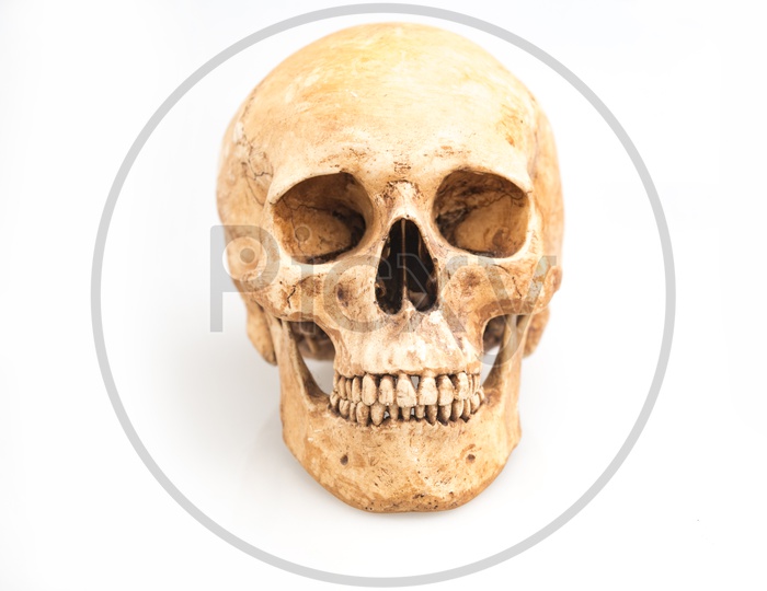 A real human skull