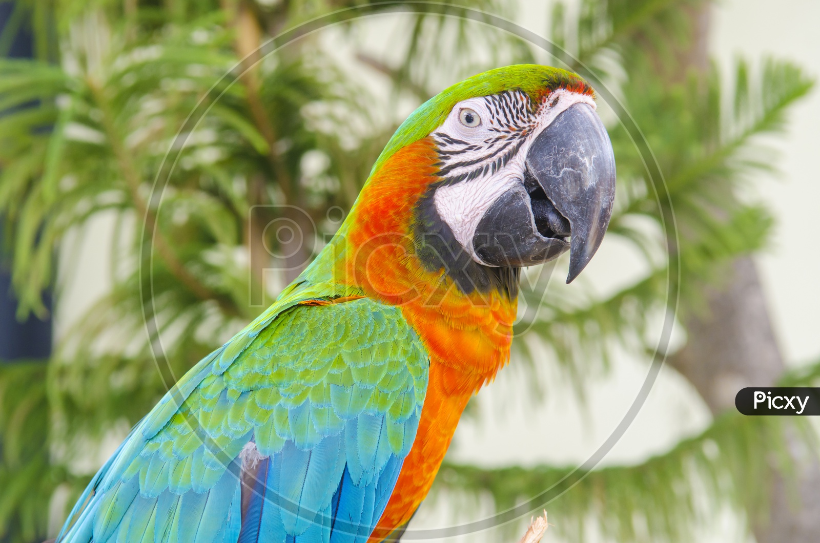 A Macaw beak