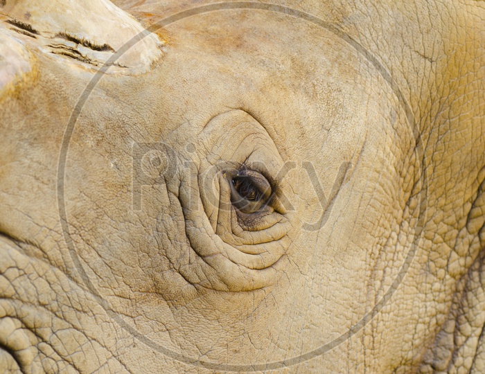 Rhinoceros or rhino Eye Closeup Forming a background