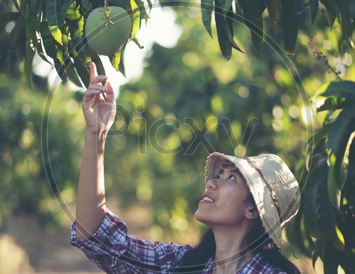 A Female Asian farmer plucking the mango in mango farm