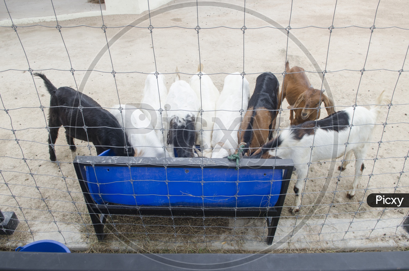 Goats feeding area in Thailand Farm