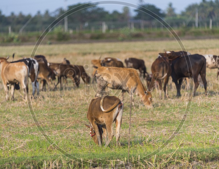 Herd of cattle grazing in green pasture.