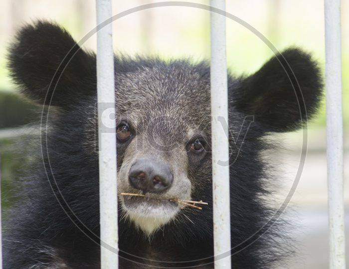 Asiatic black bear(Ursus thibetanus) in a cage