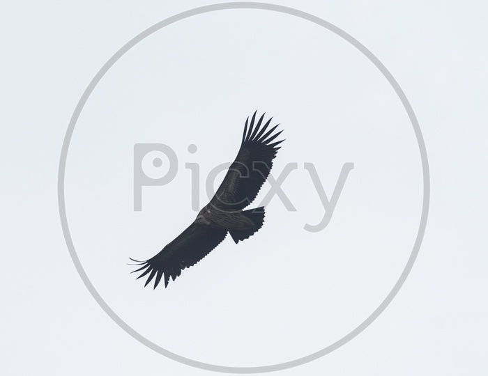 Himalayan griffon vulture in the sky