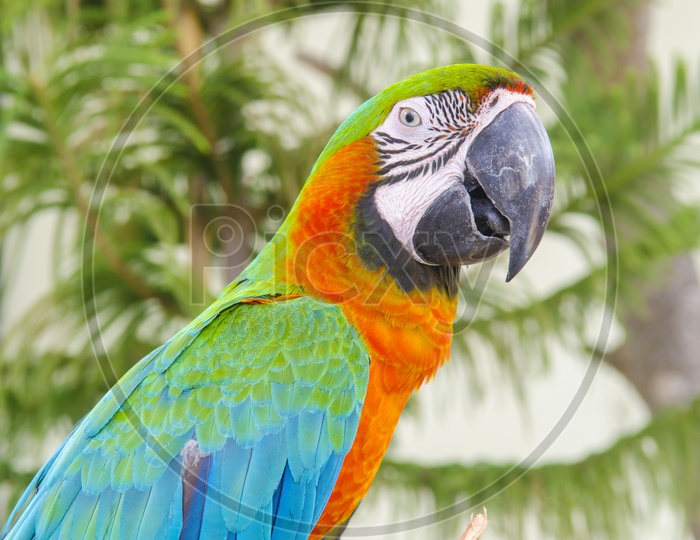 A Macaw beak