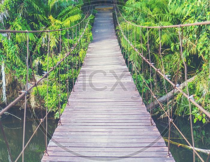 wooden bridge  In Tropical Forest Of National Park