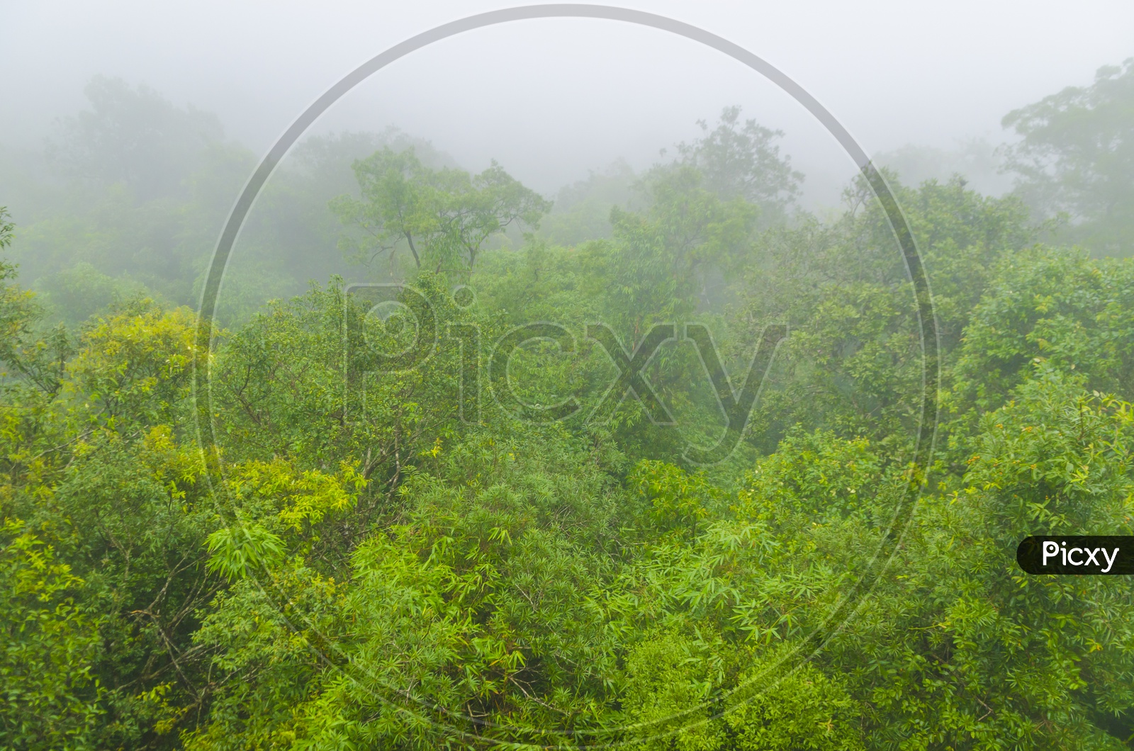 Trees in Khao Yai National Park covered with fog of Thailand