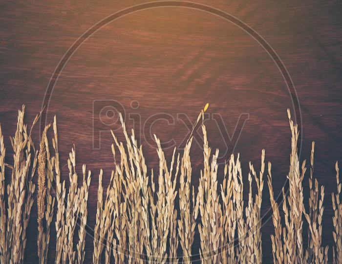 Dry wheat frame on wood background with vintage filter effect